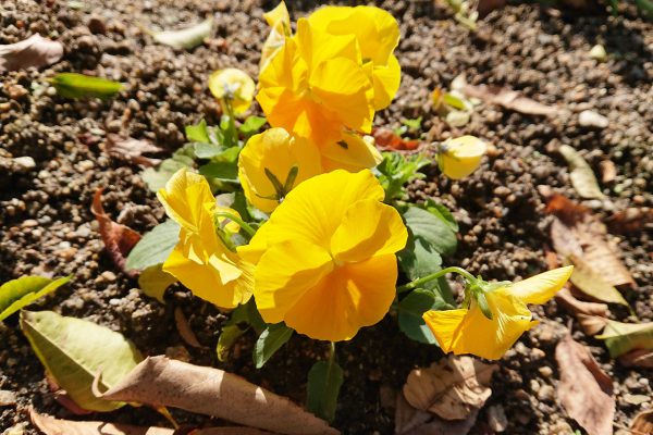 住吉植栽日記：花がら摘み12月3日（火）晴れ