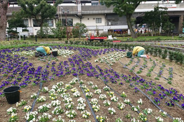 草引き作業12月9日（月）晴れ