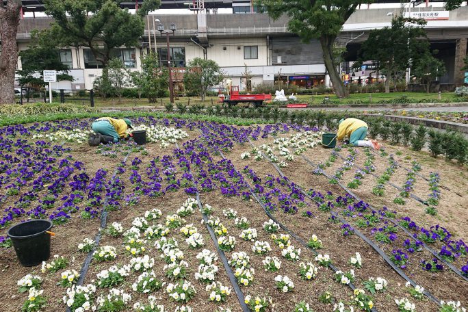 草引き作業12月9日（月）晴れ